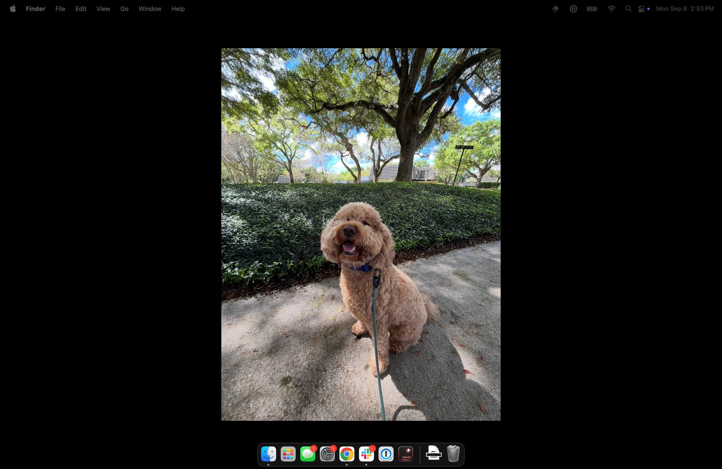 Erin's current desktop with Odin living his best life